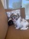 Shih Tzu Puppies for sale in Glendale, AZ, USA. price: NA