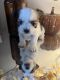 Shih Tzu Puppies for sale in San Antonio, TX 78251, USA. price: $1,500