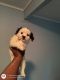 Shih Tzu Puppies for sale in Jacksonville, FL, USA. price: $900