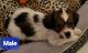 Shih Tzu Puppies for sale in Collierville, TN, USA. price: NA