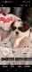 Shih Tzu Puppies for sale in Jacksonville, FL, USA. price: $1,800