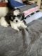 Shih Tzu Puppies for sale in Ooltewah, TN 37363, USA. price: $650