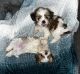 Shih Tzu Puppies for sale in Orlando, FL, USA. price: $450