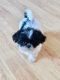 Shih Tzu Puppies for sale in Greensboro, NC, USA. price: $500