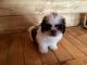Shih Tzu Puppies for sale in Andrews, NC 28901, USA. price: NA