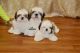 Shih Tzu Puppies for sale in Pune, Maharashtra, India. price: 30,000 INR