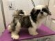 Shih Tzu Puppies for sale in Pierson, FL 32180, USA. price: $1,600