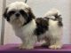 Shih Tzu Puppies for sale in Pierson, FL 32180, USA. price: $1,500