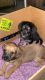 Shih Tzu Puppies for sale in Newark, NJ, USA. price: $500