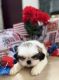 Shih Tzu Puppies for sale in Fayetteville, OH 45118, USA. price: NA