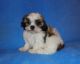 Shih Tzu Puppies for sale in Wildwood, FL, USA. price: $800