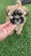 Shih Tzu Puppies for sale in Phoenix, AZ 85017, USA. price: $1,200