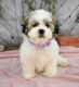 Shih Tzu Puppies for sale in Quapaw, OK 74363, USA. price: $700