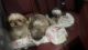 Shih Tzu Puppies for sale in Staunton, VA 24401, USA. price: $850