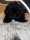 Shih Tzu Puppies for sale in DeSoto, TX 75115, USA. price: $1,200