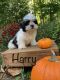 Shih Tzu Puppies for sale in Winchester, VA 22601, USA. price: $950
