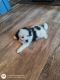 Shih Tzu Puppies for sale in Jacksonville, FL, USA. price: $650