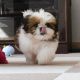 Shih Tzu Puppies for sale in Minot, ND 58701, USA. price: $950