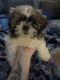 Shih Tzu Puppies for sale in Redford Charter Twp, MI, USA. price: $700