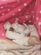 Shih Tzu Puppies for sale in North Attleborough, MA, USA. price: $2,000