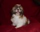 Shih Tzu Puppies for sale in Wildwood, FL, USA. price: $1,000