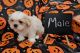 Shih Tzu Puppies for sale in Mineral Wells, WV 26150, USA. price: $800