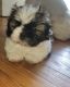 Shih Tzu Puppies for sale in Franklinton, NC 27525, USA. price: $750