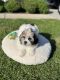 Shih Tzu Puppies for sale in Los Angeles, CA, USA. price: $2,000