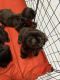 Shih Tzu Puppies for sale in Manila, Metro Manila, Philippines. price: 15,000 PHP