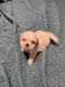 Shih Tzu Puppies for sale in Glendale, AZ 85302, USA. price: $800