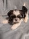 Shih Tzu Puppies for sale in Clarksville, TN, USA. price: $800