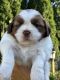 Shih Tzu Puppies for sale in Elgin, IL, USA. price: $1,200