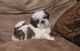Shih Tzu Puppies for sale in New York, NY, USA. price: $700