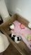 Shih Tzu Puppies for sale in Kenosha, WI, USA. price: $600