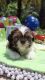 Shih Tzu Puppies for sale in Dedham, MA, USA. price: $800