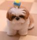 Shih Tzu Puppies for sale in Minot, ND 58701, USA. price: $950