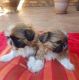 Shih Tzu Puppies for sale in Austin, TX, USA. price: $58