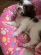 Shih Tzu Puppies for sale in 921 Yeoman St, Washington Court House, OH 43160, USA. price: $200