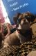 Shih Tzu Puppies for sale in Van Buren, AR 72956, USA. price: $1,500