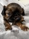 Shih Tzu Puppies for sale in Toppenish, WA 98948, USA. price: $3,200