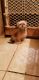 Shih Tzu Puppies for sale in Iola, TX 77861, USA. price: $550