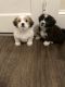 Shih Tzu Puppies for sale in 3811 Gilmore Dr, Greensboro, NC 27407, USA. price: $750