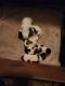 Shih Tzu Puppies for sale in 2115 Chance Rd, Molino, FL 32577, USA. price: $1,500