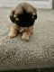 Shih Tzu Puppies for sale in Grand Ledge, MI 48837, USA. price: $1,200