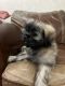 Shih Tzu Puppies for sale in Downey, CA, USA. price: $800