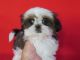 Shih Tzu Puppies for sale in Los Angeles, CA, USA. price: $1,400
