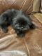 Shih Tzu Puppies for sale in Downey, CA, USA. price: $500
