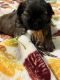 Shih Tzu Puppies for sale in Sussex, NJ 07461, USA. price: $1,900