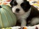 Shih Tzu Puppies for sale in Sussex, NJ 07461, USA. price: $1,900