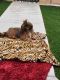Shih Tzu Puppies for sale in Las Vegas, NV 89178, USA. price: $500